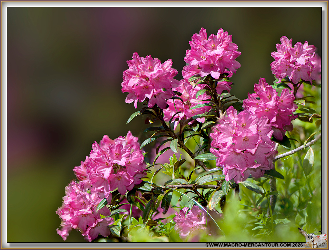 Rhodendrons